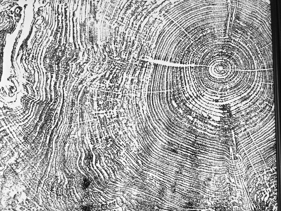 Set of 9 prints Tree ring art prints Maple Tree Tree ring Etsy