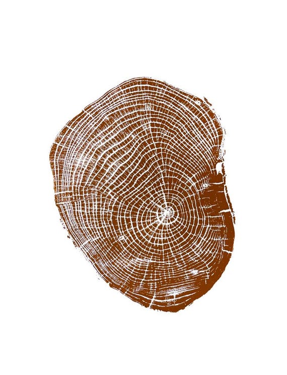 Connecticut Ash, Tree ring print, Tree print, New Haven, Yale tree, Yale art, Tree slice art, Tree stump art, Tree print, Linton Art, Wood
