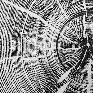 Op de afbeelding: Zwart-witte abstracte afbeelding van een dwarsdoorsnede van een boomstam, met concentrische ringen en radiale lijnen. De afbeelding lijkt op een houtnerfpatroon.