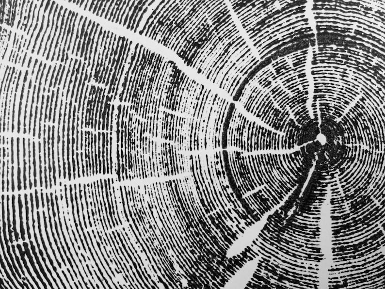 Op de afbeelding: Zwart-witte abstracte afbeelding van een dwarsdoorsnede van een boomstam, met concentrische ringen en radiale lijnen. De afbeelding lijkt op een houtnerfpatroon.