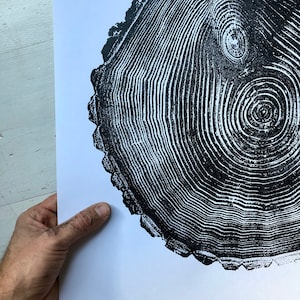 Maine Print, Balm of Gilead, Tree ring print, Maine Poster, Arcadia, Arborist, Forestry, Live Edge wood, Signed original