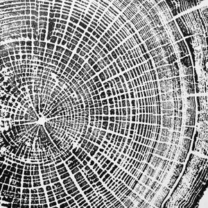 Oregon Coast, Driftwood Wall Art, Tree Ring Print, Lodgecore art, Cascade Mountains, Woodcut Art image 9