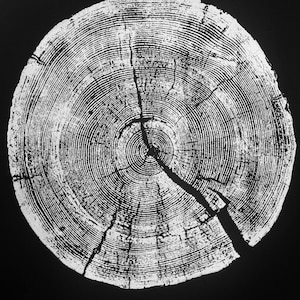 Stampa artistica ad anelli di alberi, stampa bianco su nero, pino di Rock Canyon, stampa ad anelli di alberi, arte ad anelli di alberi, anelli di alberi, arte degli alberi, arte del legno, albero con bordo vivo