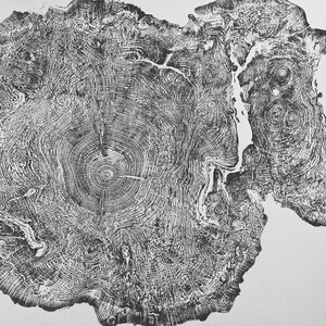 Big Leaf Maple, Tree Ring Print, Massachusetts Art, Oversized Tree Ring ...