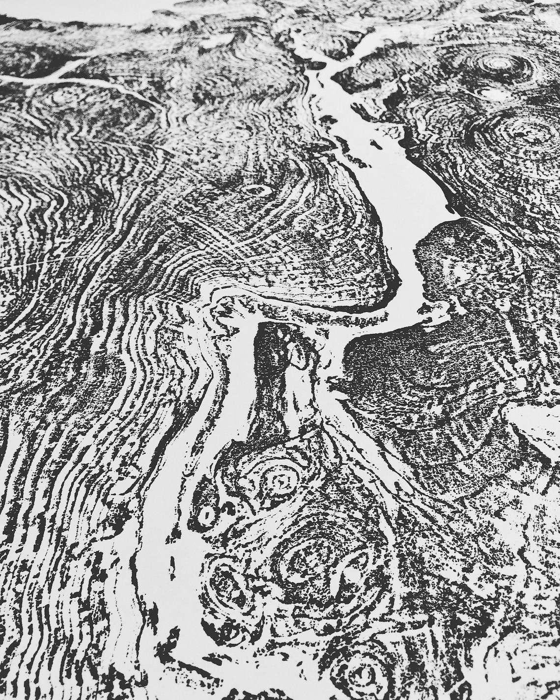 Big Leaf Maple Tree Ring Print Massachusetts Art Oversized - Etsy