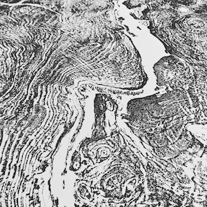 Big Leaf Maple, Tree Ring Print, Massachusetts Art, Oversized Tree Ring ...