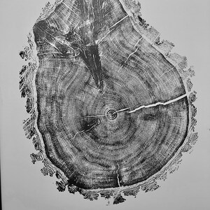 Tree Stump Art Prints, Set of Four Large 24x36 Inch Tree Ring Prints ...