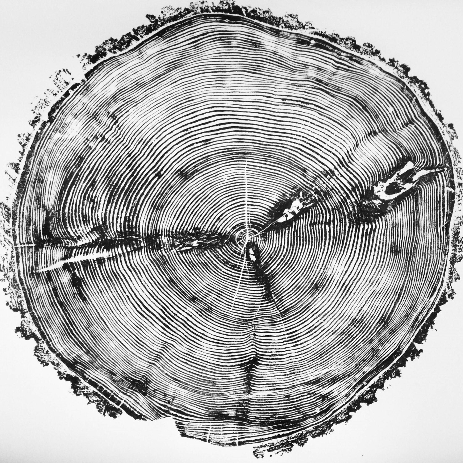 Sundance Canyon, Large Tree Ring Art Print, Fifth anniversary Gift ...