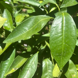 Organic Fresh Orange Leaves