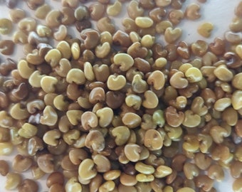 Semillas de Chipilín Chipilin seeds