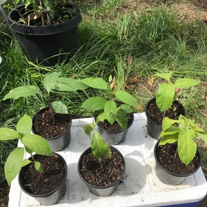 Semillas de Loroco/Loroco seeds