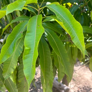 50 Organic Fresh Mango Leaves