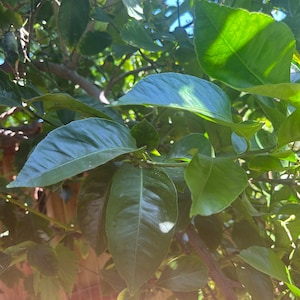 Organic Fresh Lemon Leaves