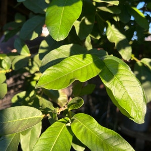 Organic Fresh Guava Leaves