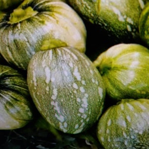 Semillas de Ayote Salvadoreño-Salvadoran Squash Seeds vegetables verduras food comida image 8