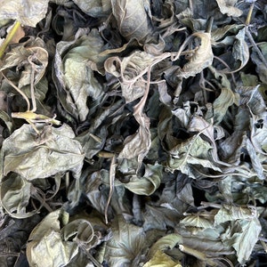 Dry Muicle Justicia Spicigera Mexican Honeysuckle