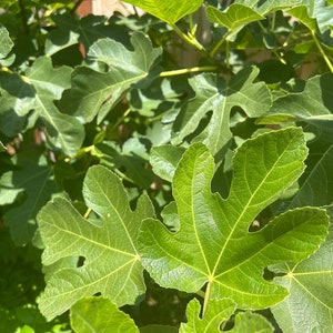 Organic Fresh Fig Leaves Hojas de Higo Orgánicas Frescas