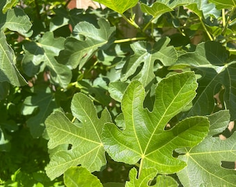 Organic Fresh Fig Leaves Hojas de Higo Orgánicas Frescas