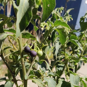 Nightshade seeds Semillas de Hierba Mora quilete quilite mora