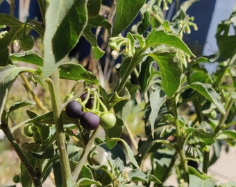 Nightshade seeds Semillas de Hierba Mora quilete quilite mora