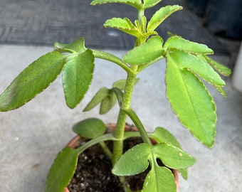 Kalanchoe Prolifera live plant