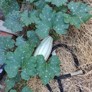 May include: A green squash with white stripes growing on a vine with large green leaves. The leaves have white spots.
