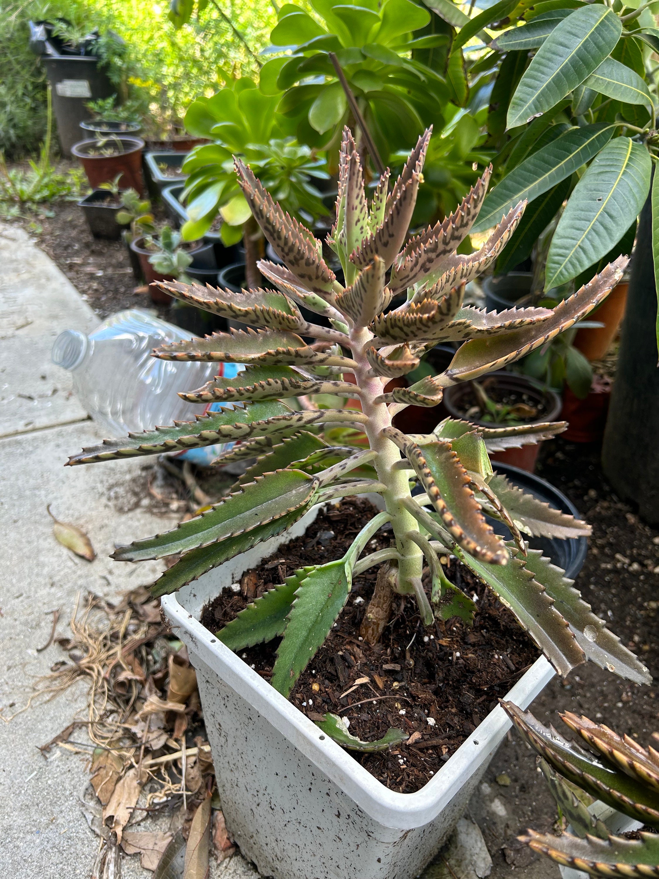 Kalanchoe Mother of Thousands and Kalanchoe Prolifera Plats - Etsy