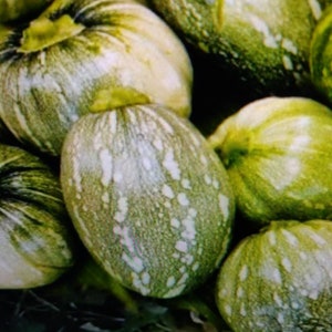 Semillas de Ayote Salvadoreño-Salvadoran Squash Seeds vegetables verduras food comida image 9
