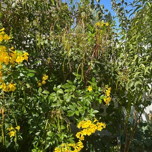 Tecoma Stans plant