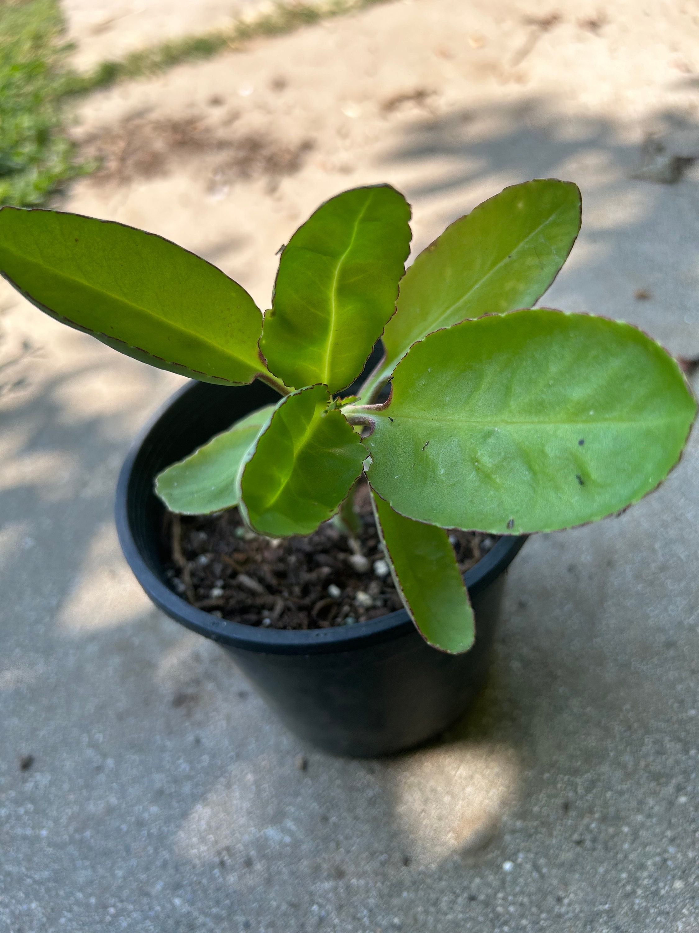 Kalanchoe Mother of Thousands and Kalanchoe Prolifera Plats - Etsy