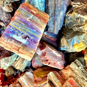 May include: A collection of petrified wood specimens featuring a variety of textures and colors, including deep reds, vibrant blues, earthy browns, and golden yellows. The surfaces display distinct mineralized grain patterns and jagged edges.