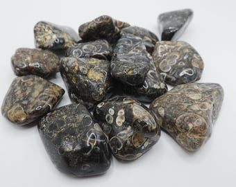 Turritella Agate - Fossil - Tumbled