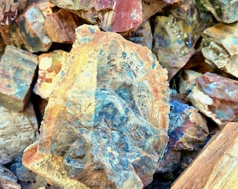 May include: A collection of petrified wood specimens featuring a diverse colour palette of deep reds, earthy browns, vibrant yellows, and cool blue-grey tones. The stones display intricate, fossilised wood grain patterns and rough, jagged textures.