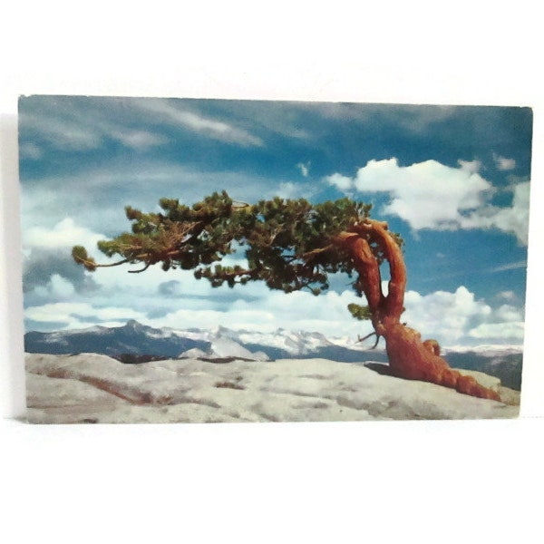 Jeffrey Pine on Sentinel Dome Yosemite National Park California Vintage Postcard