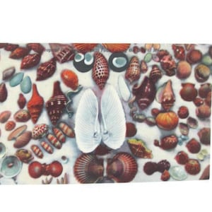 May include: A rectangular print featuring a collection of various seashells in shades of brown, red, orange, and white. The text Tropical Marine Seashells Found along the Coast of Mexico is printed at the top center of the composition.