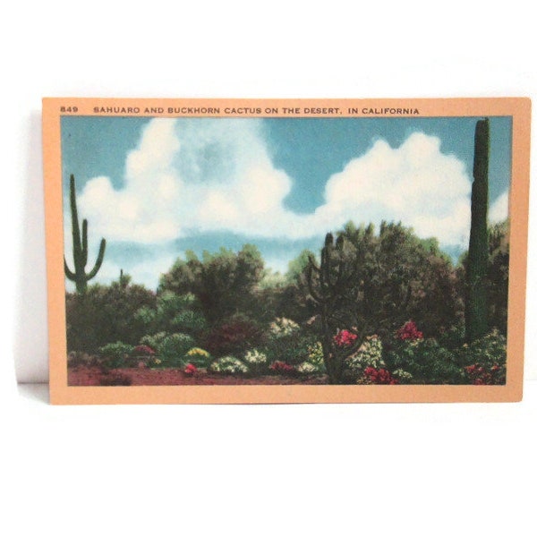 Vintage Linen Postcard Sahuaro and Buckhorn Cactus on the Desert in California 849