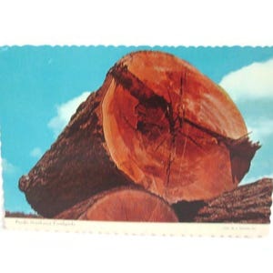 May include: Vintage postcard featuring a cross-section of a large redwood log, showcasing its reddish-brown heartwood and darker bark. The background is a blue sky with wispy clouds. The postcard has a scalloped edge.