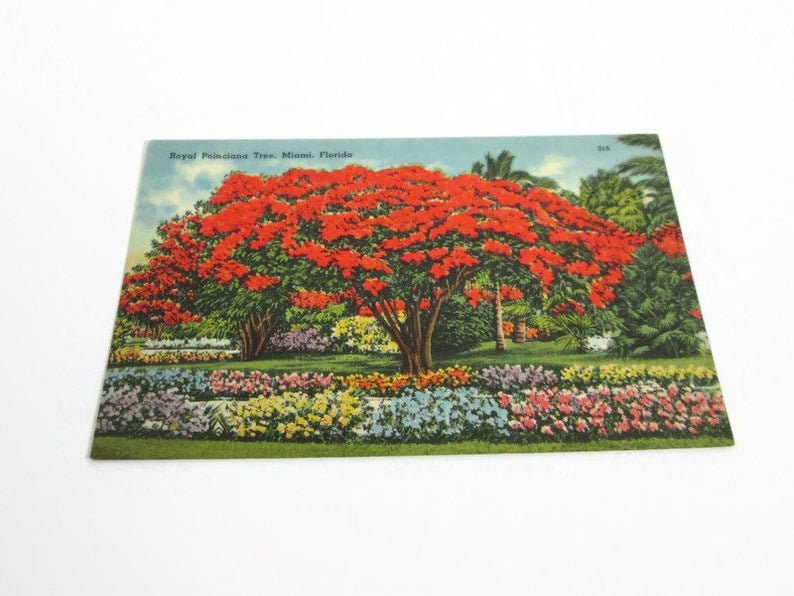 Miami FL 315 Florida Post Card Tichnor Bros Quality Views 67825 Eli Witt Cigar /& Tobacco Co Royal Poinciana Tree