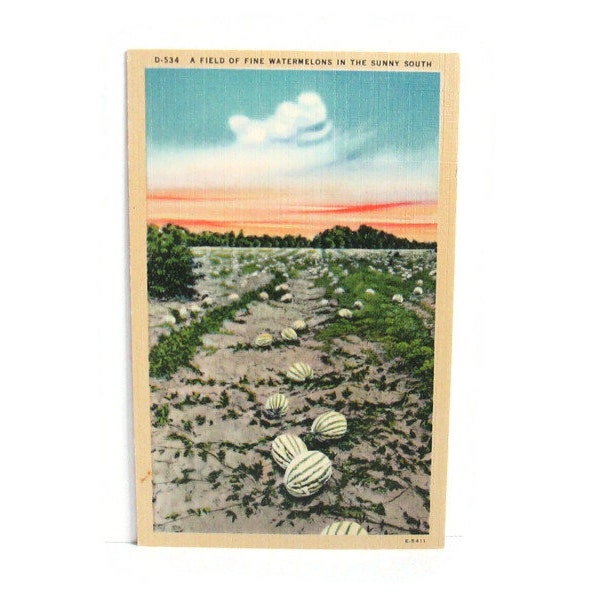 Vintage Linen Postcard A Field Of Fine Watermelons In The Sunny South