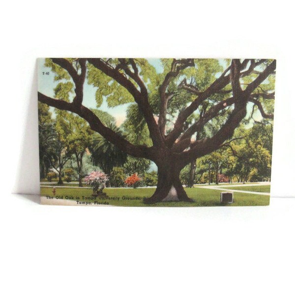 Vintage Florida Linen Postcard The Old Oak Tree in Tampa University Grounds