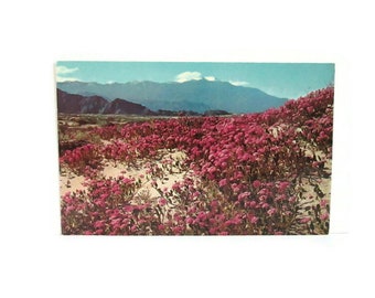 Vintage California Postcard Sand Verbenas Blooming On The Desert