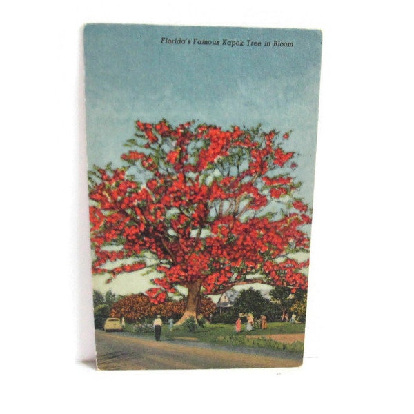 Vintage Linen Postcard Florida's Famous Kapok Tree in Bloom 213 F Tropical Florida Series