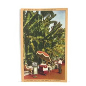 May include: Vintage postcard featuring a color image of banana trees in Pershing Square, Los Angeles, California. The scene includes a red and white umbrella, a vendor, and people sitting on benches. The text on the postcard reads "Victory Square".