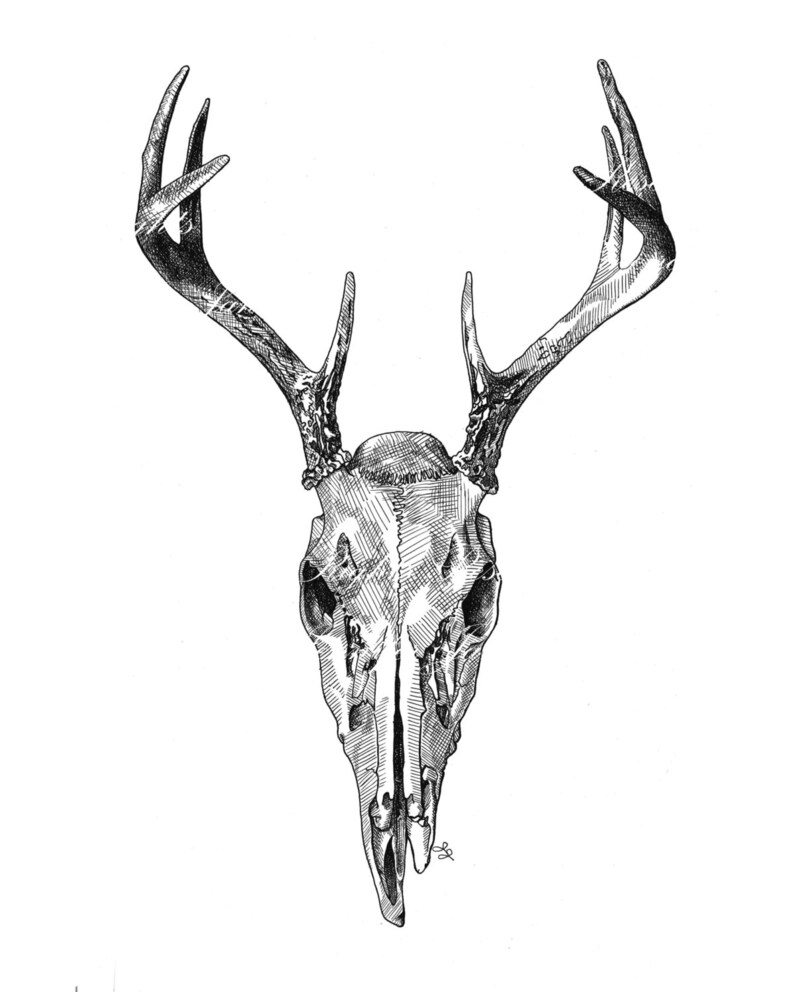 Deer Skull Print from Original Pen and Ink Drawing Buck | Etsy