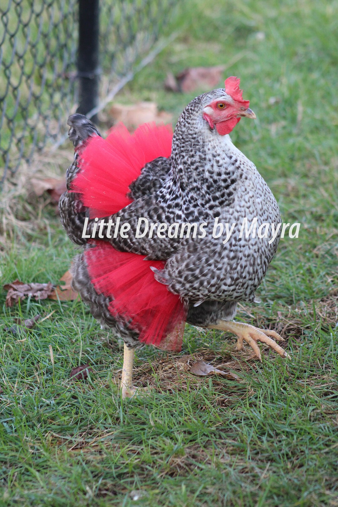 Red Chicken Tutu, Christimas Chicken Tutu, Valentine Day Chicken Tutu ...