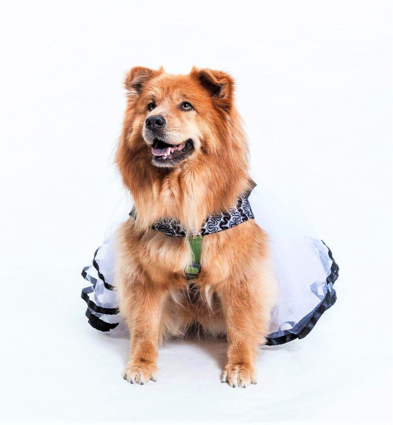 Dog Dress. Black and White Lace Dog Dress Dog Harness Tutu Etsy