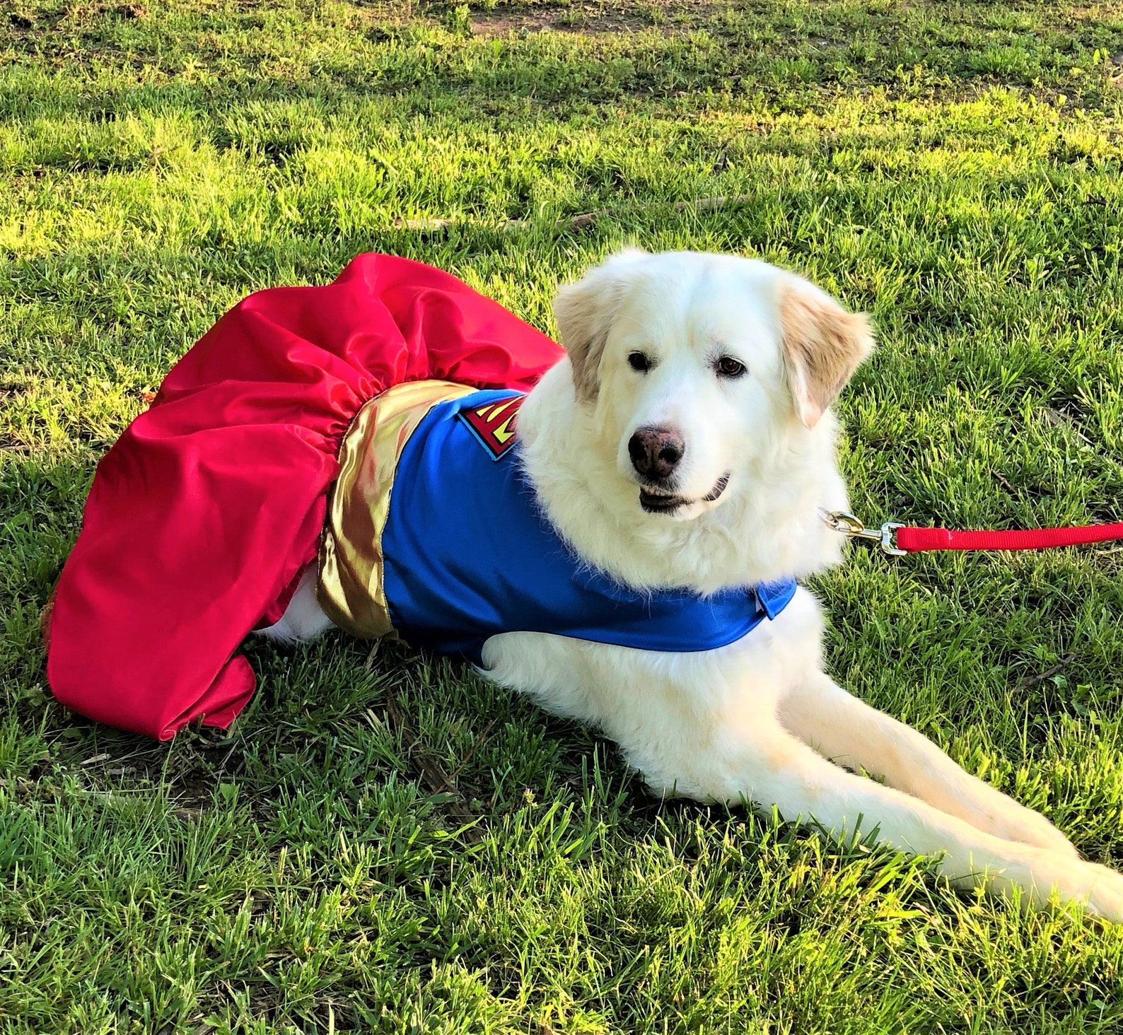 Dog Dress Supergirl Dog Dress Supergirl Dog Harness Dress Etsy