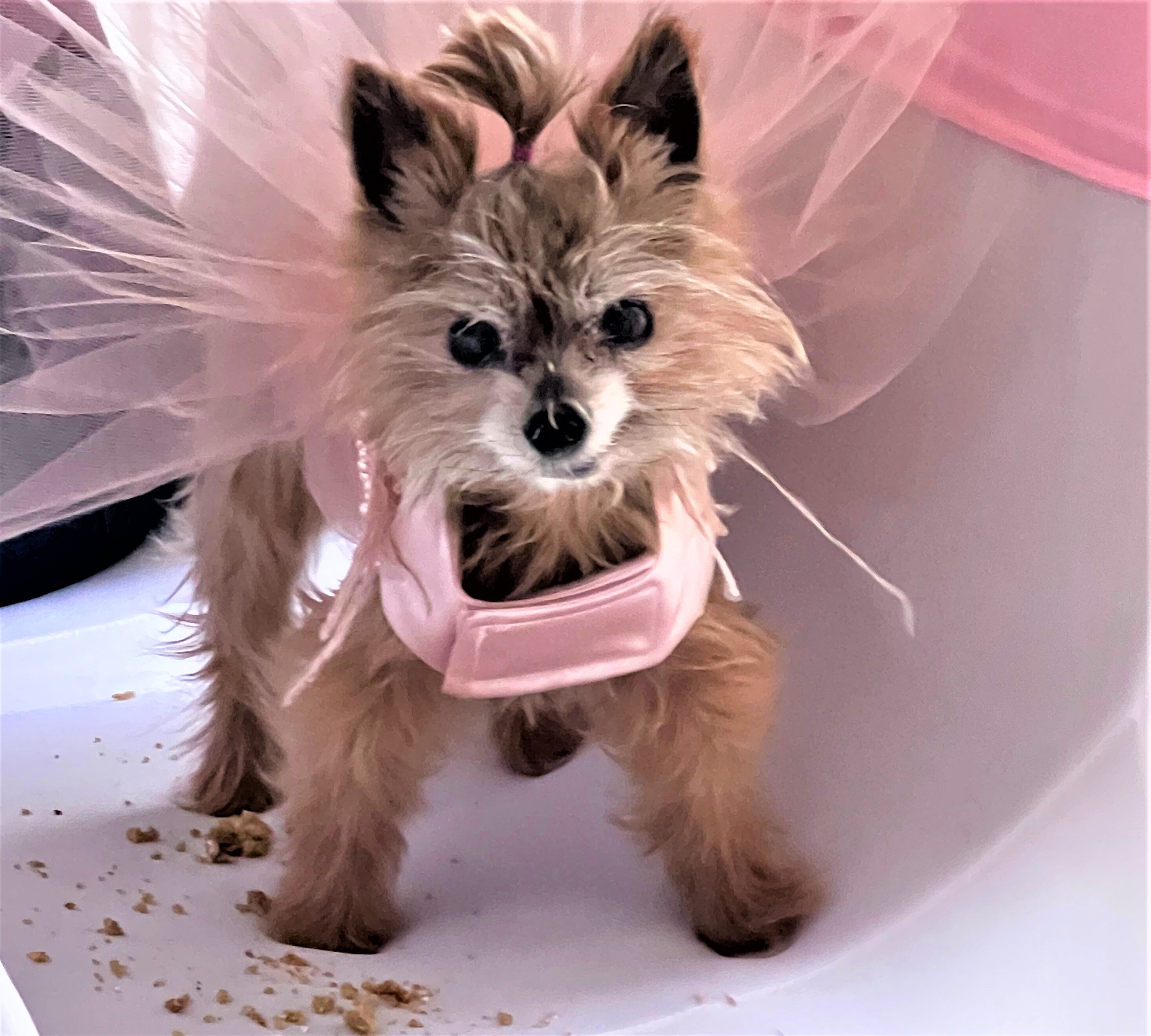 Rose Gold Dog Dress, Tutu Dog Dress, Wedding Dog Dress, Dog Harness Dress,  Designer Dog Dress. - Etsy