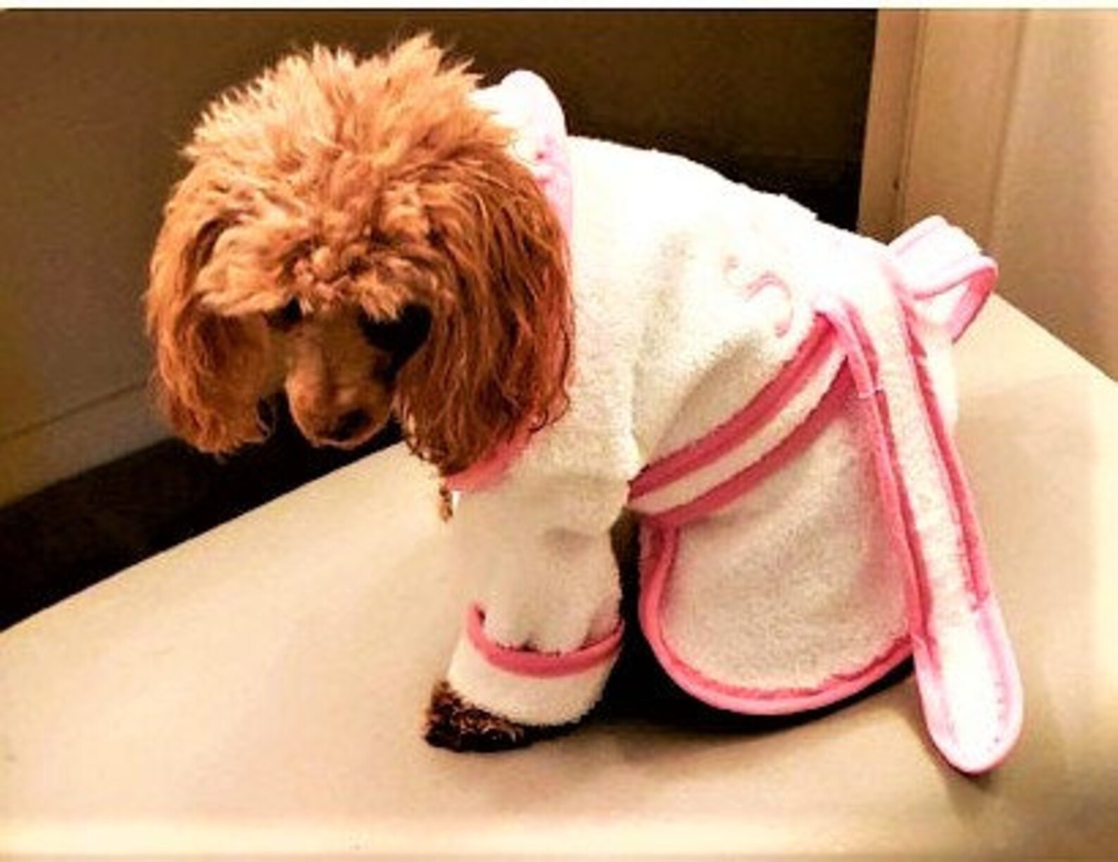 Personalized Girl Dog Bathrobe Canine Bathrobe Dog Bathrobe Etsy