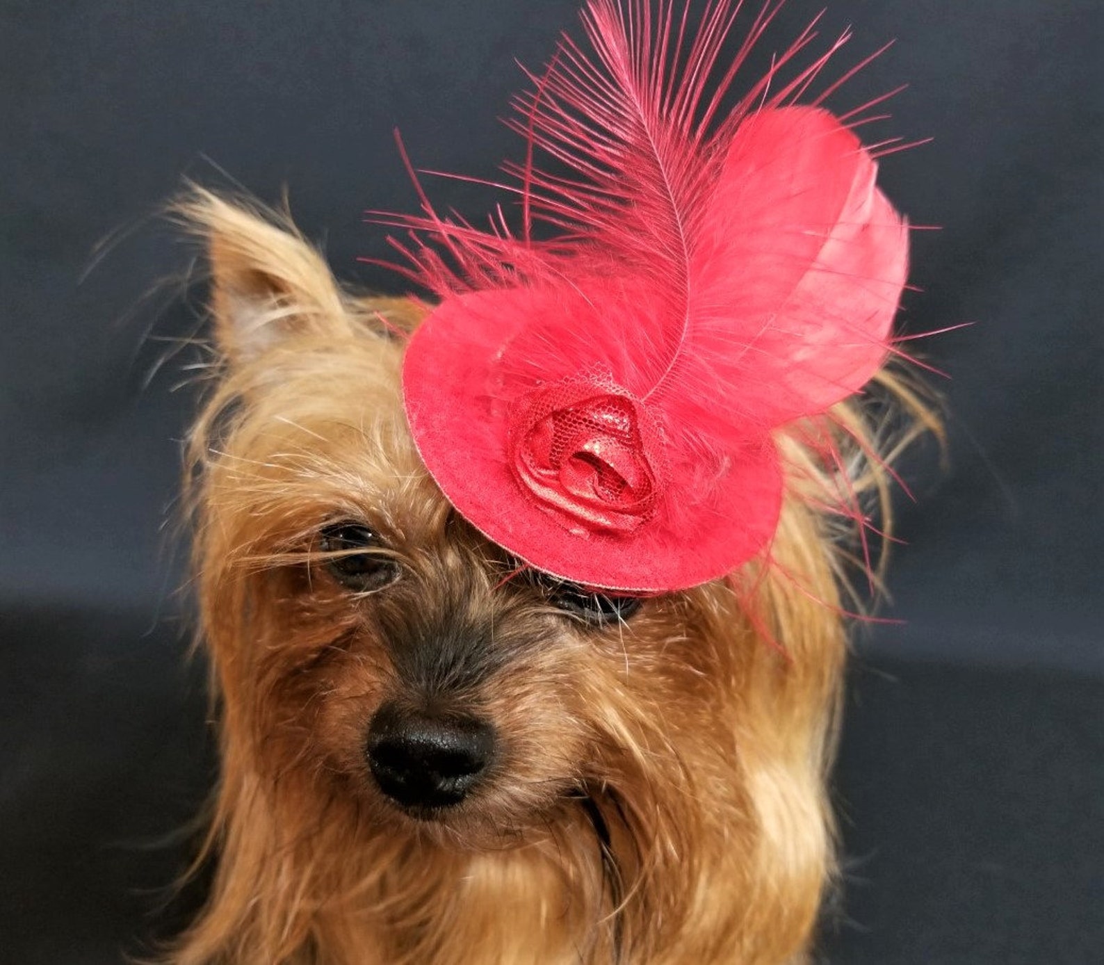 Red Dog Hat Dog Fascinator Dog Hat Dog Head Wear Dog Etsy